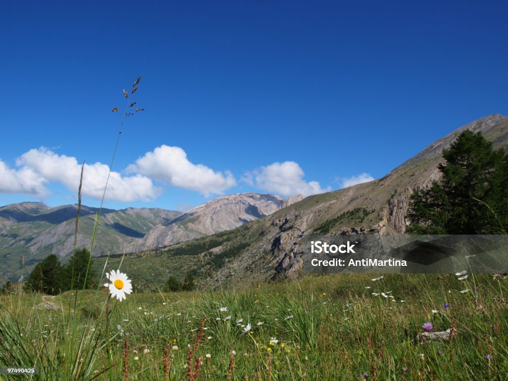 Blumen in den französischen Alpen - Lizenzfrei Alm Stock-Foto