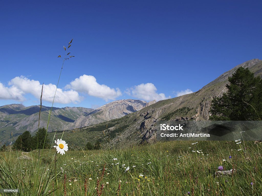 Flores no Alpes franceses - Royalty-free Alpes Europeus Foto de stock