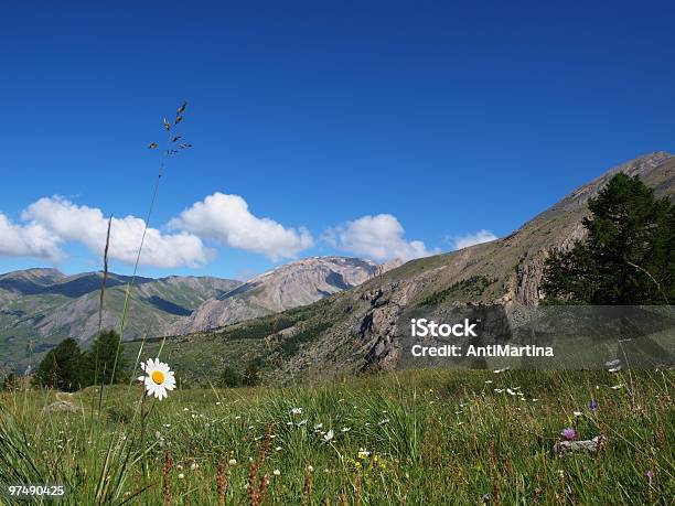 Flores No Alpes Franceses - Fotografias de stock e mais imagens de Alpes Europeus - Alpes Europeus, Alpes franceses, Ao Ar Livre