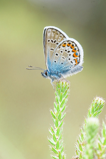 a butterfly feeds on nectar in the Annapurna region of Nepal