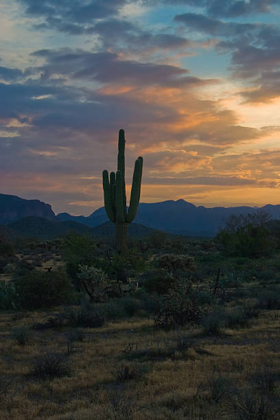 istock Desert Sunrise with Saguaro Silhouette 97490555