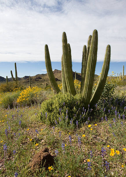 istock Organ Pipe Cactus and Wildflowers 97490577