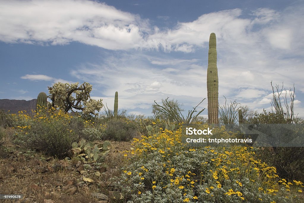 Deserto in Bloom - Foto stock royalty-free di Arizona