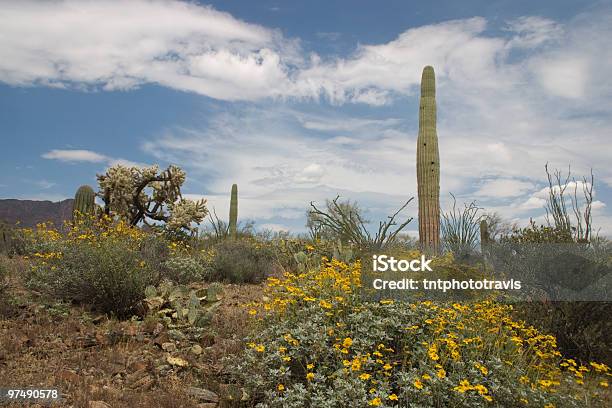 Deserto In Bloom - Fotografie stock e altre immagini di Arizona - Arizona, Flora, Jojoba