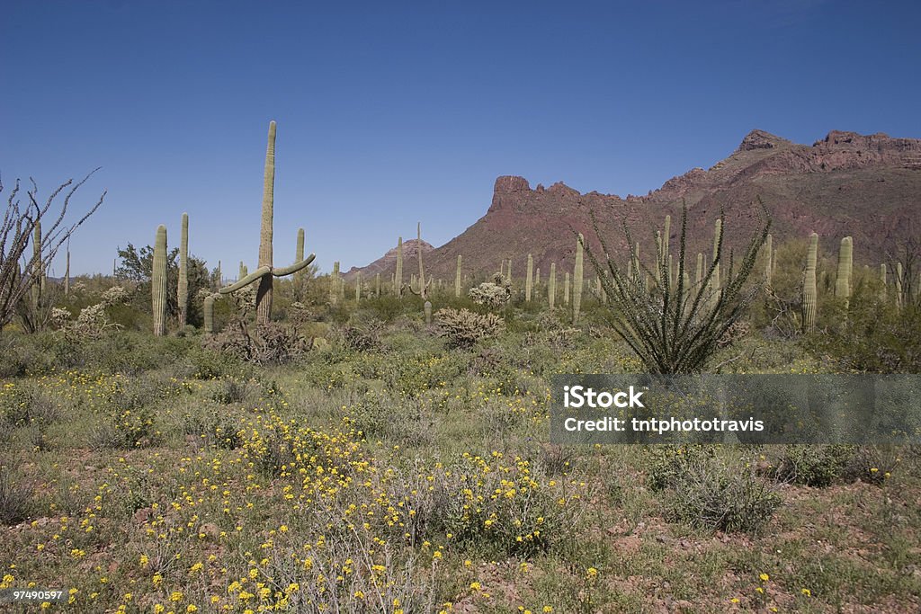 Desert Spring - Lizenzfrei Arizona Stock-Foto