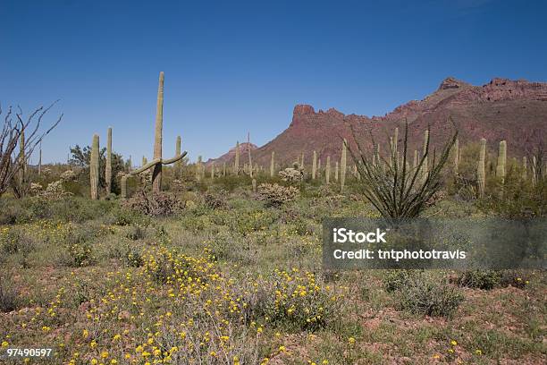 Desert Spring Stockfoto und mehr Bilder von Arizona - Arizona, Berg, Blau