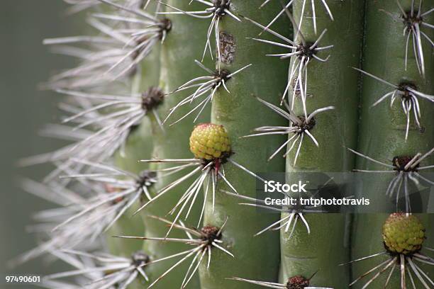 Photo libre de droit de Cactus Gros Plan banque d'images et plus d'images libres de droit de Arizona - Arizona, Cactus, Cactus en tuyaux d'orgue