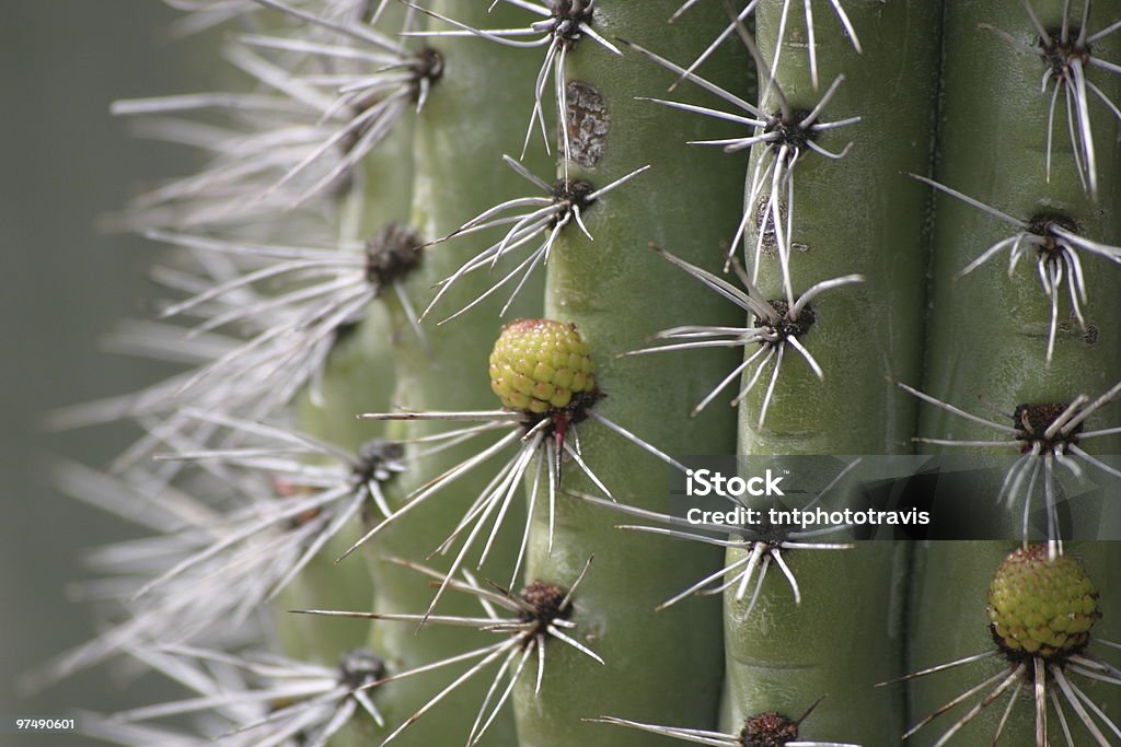 Cactus Close-up - Foto stock royalty-free di Affilato