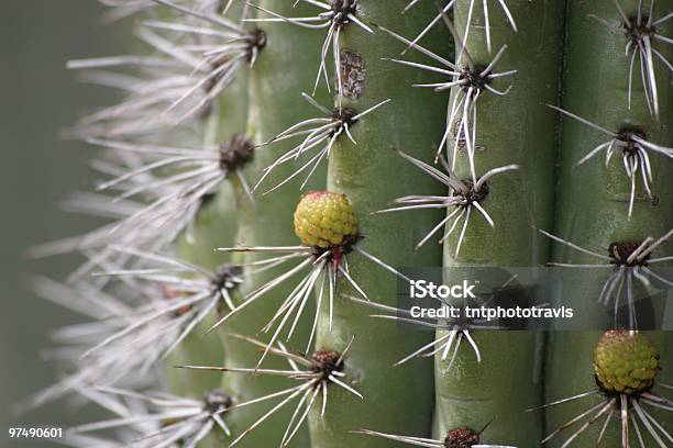 Cactus Closeup - Fotografie stock e altre immagini di Affilato - Affilato, Arizona, Cactus