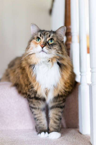 istock Maine coon calico cat looking up resting both paws on carpet floor steps indoors inside house comfortable, large breed neck mane or ruff 974908112