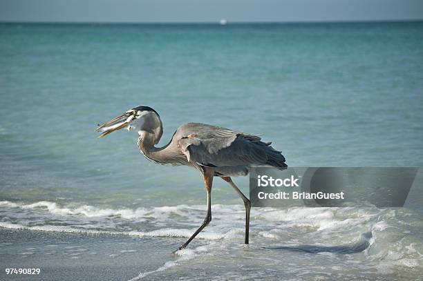 Grande Airone Azzurro Con La Preda In Florida Beach - Fotografie stock e altre immagini di Acqua