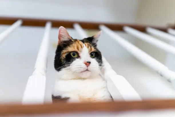 Closeup of calico cat face sitting looking down through railing curious in home room by stairs, steps