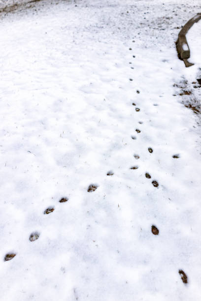 zorro o perro pistas cruce cruce closeup en el patio trasero de casa en terreno cubierto de nieve después de invierno de tormenta blizzard blanco en virginia - deer road road intersection suburb fotografías e imágenes de stock