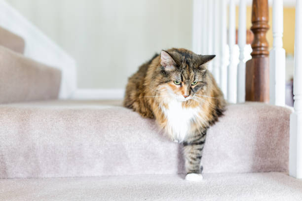 Maine Coon calico cat funny resting one paw on carpet floor steps indoors inside house comfortable looking down sad, large breed neck mane or ruff Maine Coon calico cat funny resting one paw on carpet floor steps indoors inside house comfortable looking down sad, large breed neck mane or ruff siberian cat photos stock pictures, royalty-free photos & images