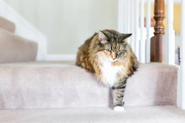 Maine Coon calico cat funny resting one paw on carpet floor steps indoors inside house comfortable looking down sad, large breed neck mane or ruff