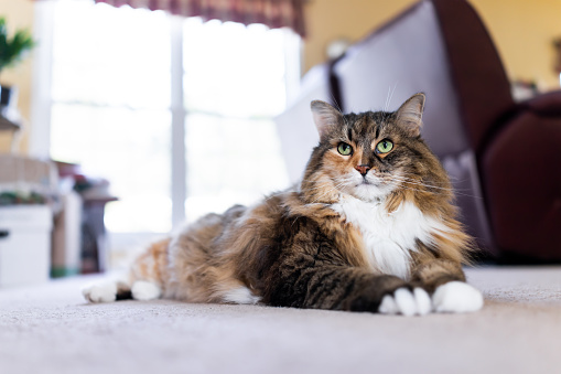 Playful cute maine coon calico cat closeup lying down on carpet floor indoor house living room by couch sofa