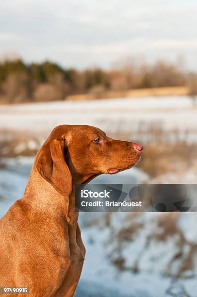 Female Vizsla Portrait In Winter Stock Photo - Download Image Now - Animal, Beauty, Beauty In Nature