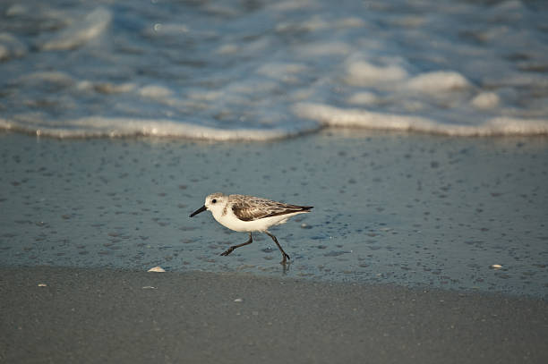 istock Sanderling Running on a Florida Beach in the Morning 97490921