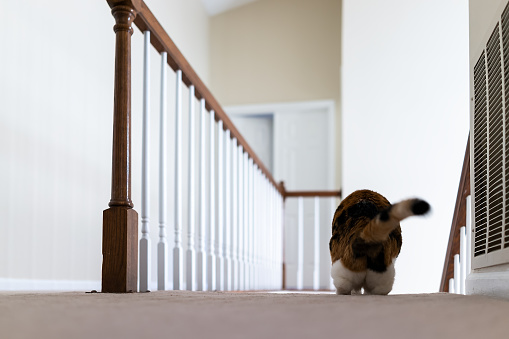 Calico cat sitting on carpet floor on top of second story level of house looking down by railing stairs, steps, staircase watching below