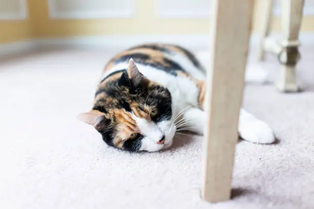 Closeup of old senior calico cat unhappy sad lying under table on carpet floor in room sleepy