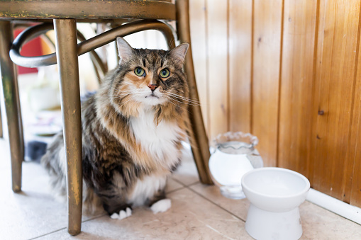 Calico maine coon cat sitting hiding under chair large big eyes hungry facial expression funny in kitchen, water, empty white elevated raised bowl dish