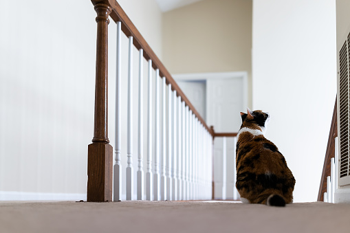 Calico cat sitting on carpet floor on top of second story level of house looking up by railing stairs, steps, staircase watching below