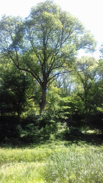 zielone drzewo w parku - uman zdjęcia i obrazy z banku zdjęć
