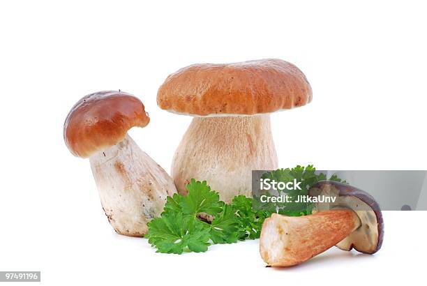 Cogumelo Comestível - Fotografias de stock e mais imagens de Boletus Sp - Boletus Sp, Cogumelo Comestível, Cogumelo Porcini