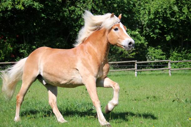 istock running haflinger horse 974912076