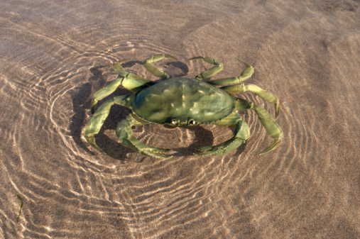 Little green and brown crab with white spots, well-camouflaged against the sand.