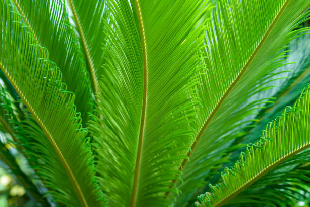 istock Leaves of Sago palm. 974917742