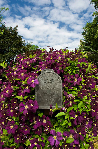 briefkasten mit waldrebe blumen und blauen himmel - 4797 stock-fotos und bilder