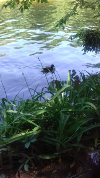 un pato en un lago del parque - uman fotografías e imágenes de stock