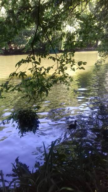 un pato en un lago del parque - uman fotografías e imágenes de stock