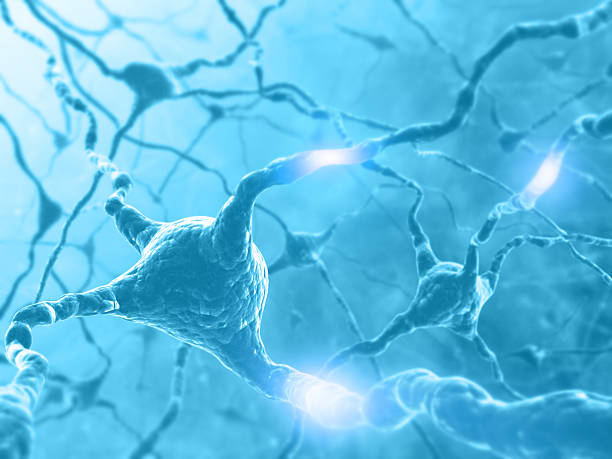 istock Concept of brain with nervous system and neuron 97492414