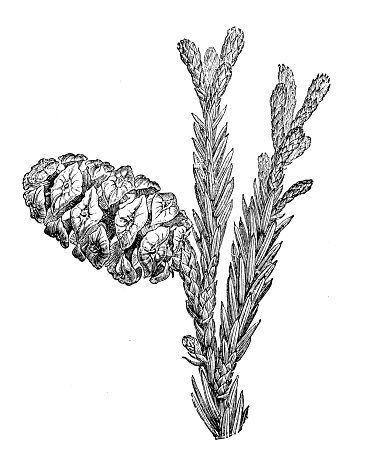 Botany plants antique engraving illustration: sequoia sempervirens taxifolia