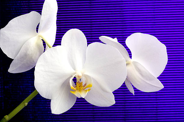 Orquídea branca phalaenopsis - foto de acervo