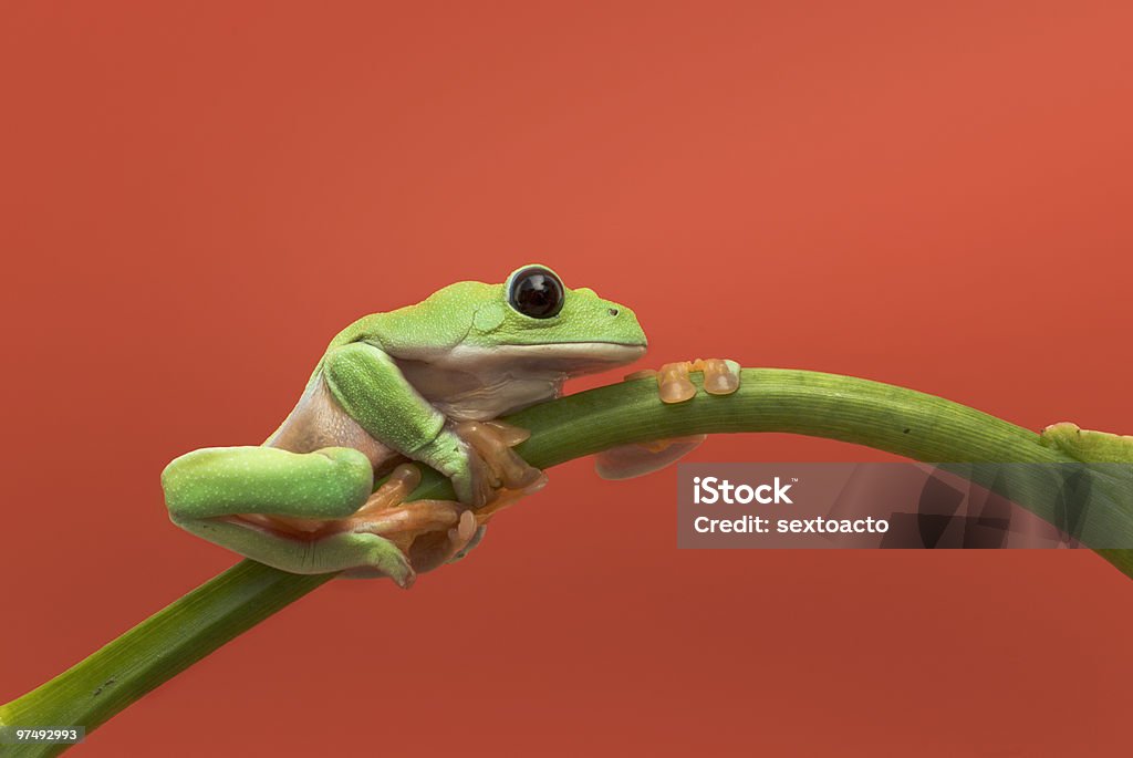 Listo para jump - Foto de stock de Agarrar libre de derechos