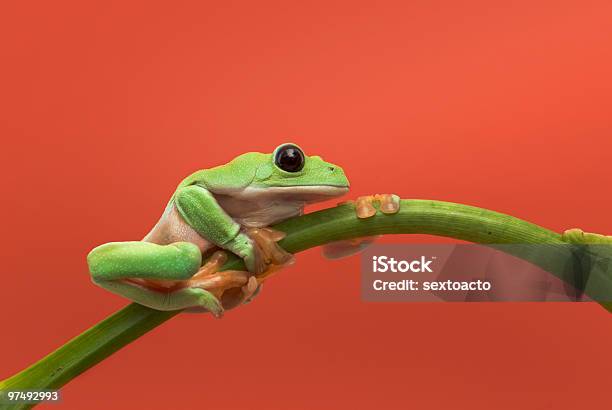 Listo Para Jump Foto de stock y más banco de imágenes de Agarrar - Agarrar, Anfibio, Belice