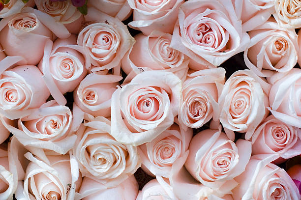 pink roses stock photo