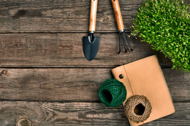 istock Gardening tools and greenery on wooden table. Spring in the garden 974930990