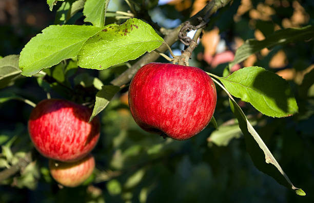 Red summer apple stock photo