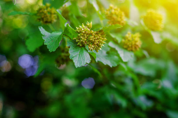 Green leaves bush, seeds, evening sunlight