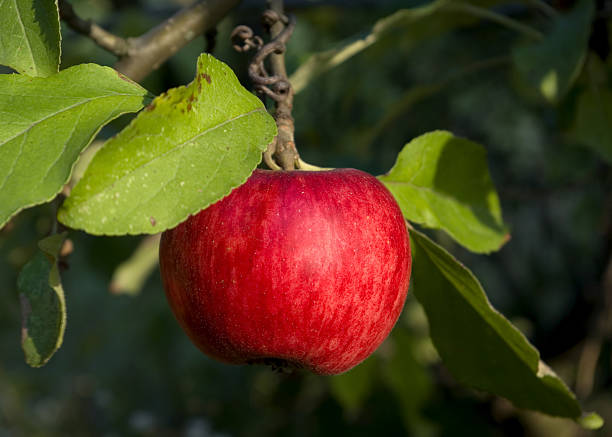 One red apple stock photo
