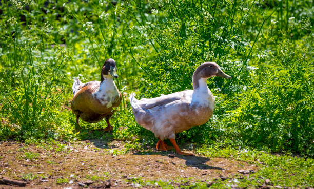 istock Geese in the nature 974932300