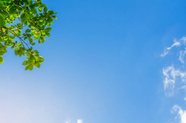 Green tree leaves on blue sky background