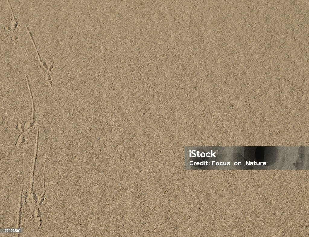 gull footprints on the beach, enough copy space  Animal Foot Stock Photo