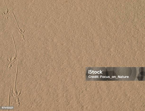 Gull Footprints On The Beach Enough Copy Space Stock Photo - Download Image Now - Animal Foot, Backgrounds, Beach