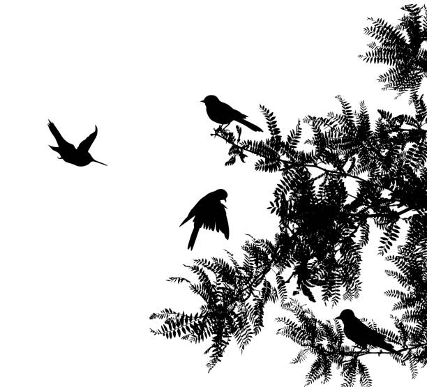 쾌활 한 비 새 - birdsong stock illustrations