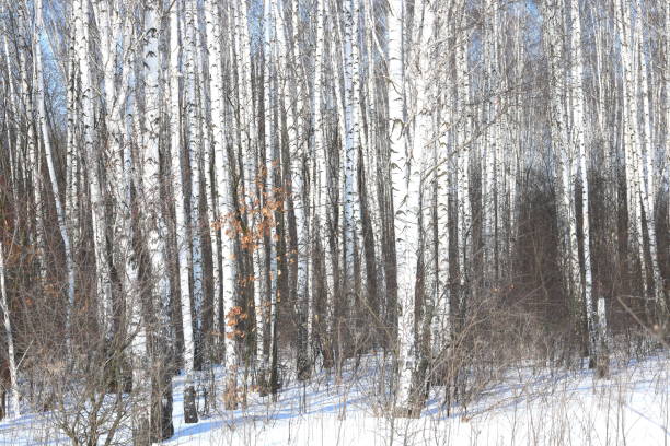 istock Black and white birch trees with birch bark in winter on snow 974935528